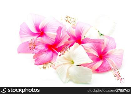 Colorful pink and white Hibiscus flower, isolated on a white background