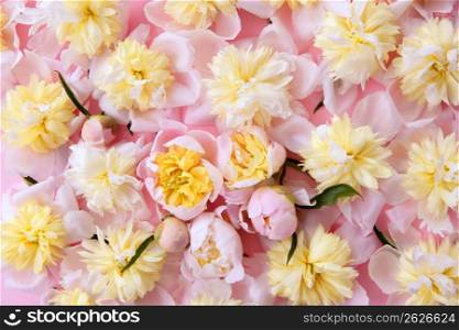 colorful pink and yellow flowers background texture pattern