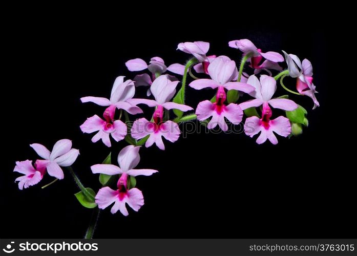 Colorful pink Calanthe, Calanthe rubens, terrestial orchid