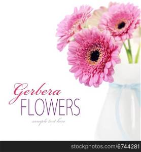 colorful pink daisy gerbera flowers in a vase (with sample text)