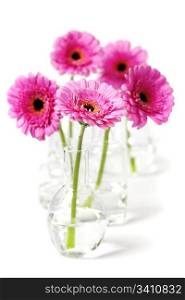 colorful pink daisy gerbera flowers in vases