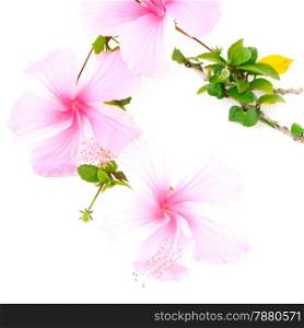 Colorful pink flower, Hibiscus isolated on white background