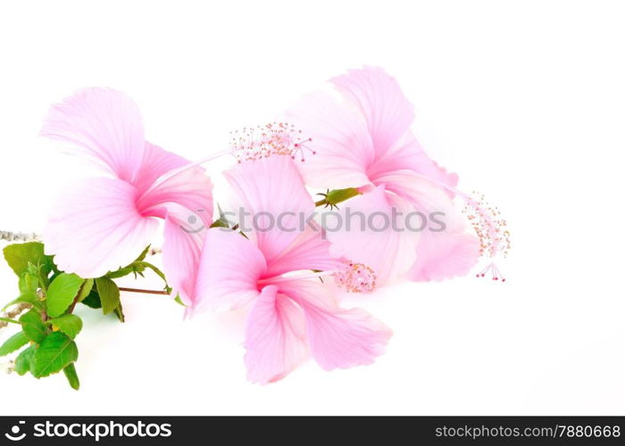 Colorful pink flower, Hibiscus isolated on white background