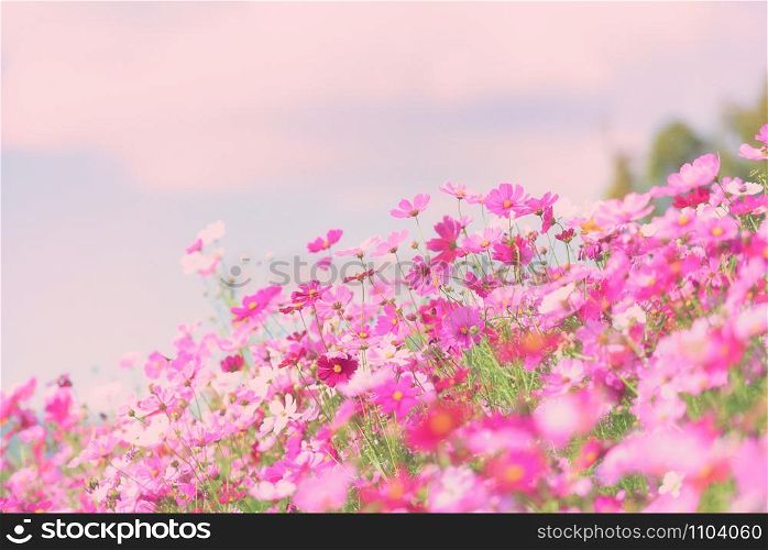 colorful pink flowers cosmos in the garden background / beautiful cosmos flower in nature