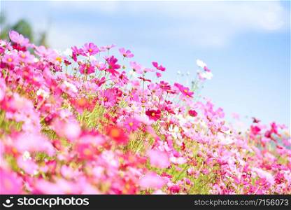 colorful pink flowers cosmos in the garden on fresh bright blue sky background / beautiful cosmos flower in nature