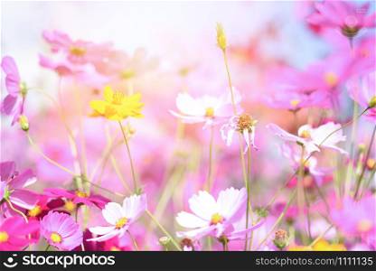 colorful pink flowers cosmos in the garden on fresh bright day / beautiful cosmos flower in nature