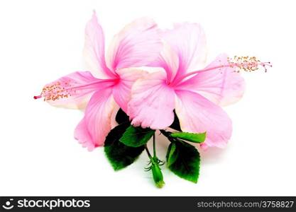 Colorful pink Hibiscus flower, isolated on a white background