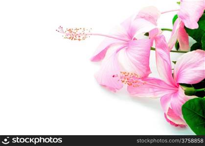 Colorful pink Hibiscus flower isolated on a white background