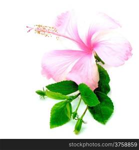Colorful pink Hibiscus flower isolated on a white background