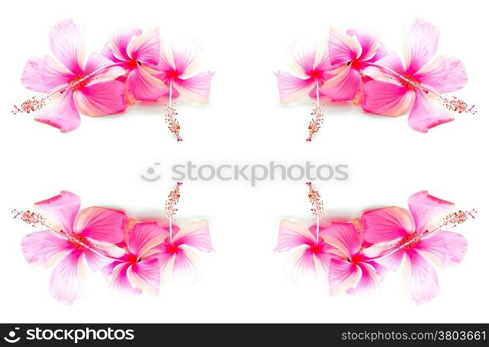 Colorful pink Hibiscus flower, isolated on a white background