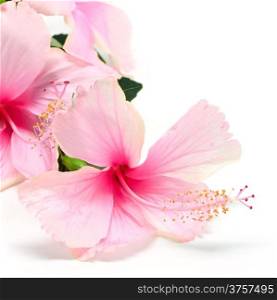 Colorful pink Hibiscus flower isolated on a white bavkground