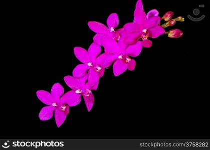 Colorful pink orchid, Phalaenopsis hybrid