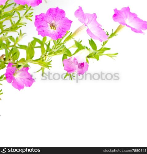 Colorful pink petunia, isolated on white background