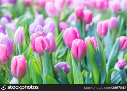 Colorful pink tulip photographed with a selective focus and a shallow depth of field