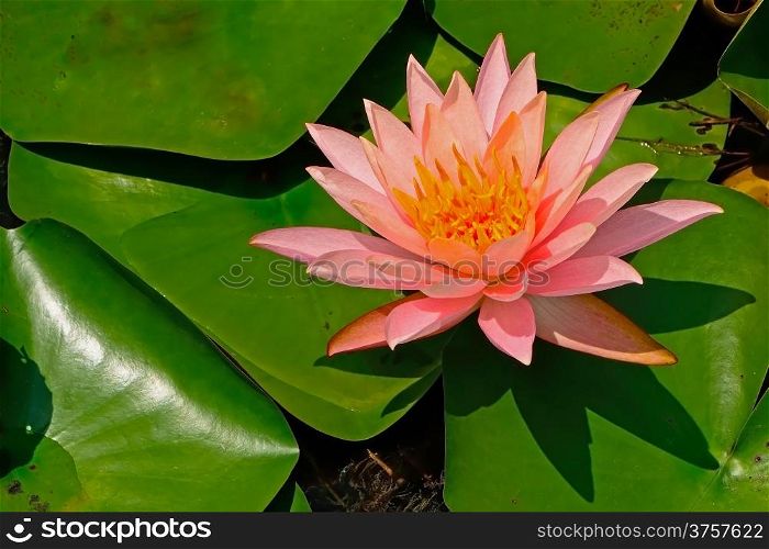 Colorful pink waterlily flower, on the pond