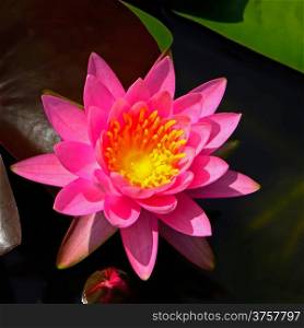 Colorful pink waterlily, on the pond