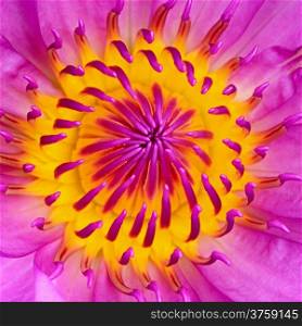 Colorful pink waterlily pattern in closeup