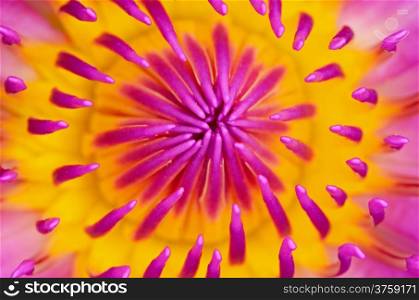 Colorful pink waterlily pattern in closeup