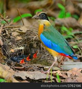 Colorful Pitta bird, Blue-winged Pitta (Pitta moluccensis) with its chicks on the ground