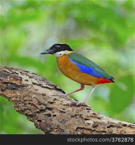 Colorful Pitta, Blue-winged Pitta (Pitta moluccensis) on the log