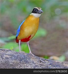 Colorful Pitta, Blue-winged Pitta (Pitta moluccensis) standing on the log, taken in Thailand