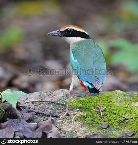 Colorful Pitta, Fairy Pitta (Pitta nympha) on the green nature background