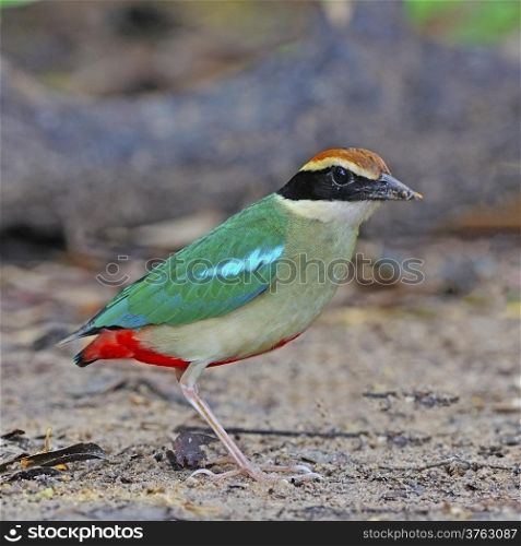 Colorful Pitta, Fairy Pitta (Pitta nympha) on the ground