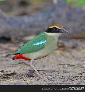 Colorful Pitta, Fairy Pitta (Pitta nympha) on the ground