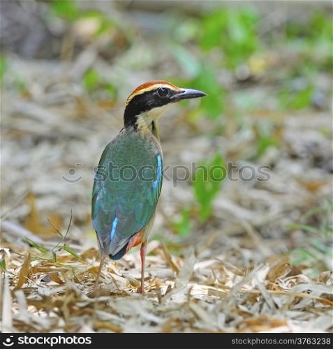 Colorful Pitta, Fairy Pitta (Pitta nympha) on the ground, taken in Thailand