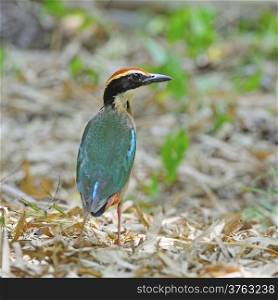 Colorful Pitta, Fairy Pitta (Pitta nympha) on the ground, taken in Thailand