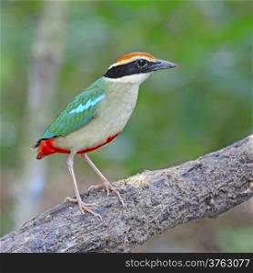 Colorful Pitta, Fairy Pitta (Pitta nympha) on the log, taken in Thailand