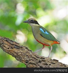 Colorful Pitta, Fairy Pitta (Pitta nympha), with nice standing on the log