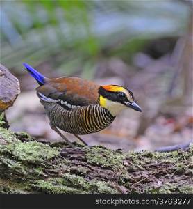 Colorful Pitta, female Malayan Banded Pitta (Pitta irena) standing on the log