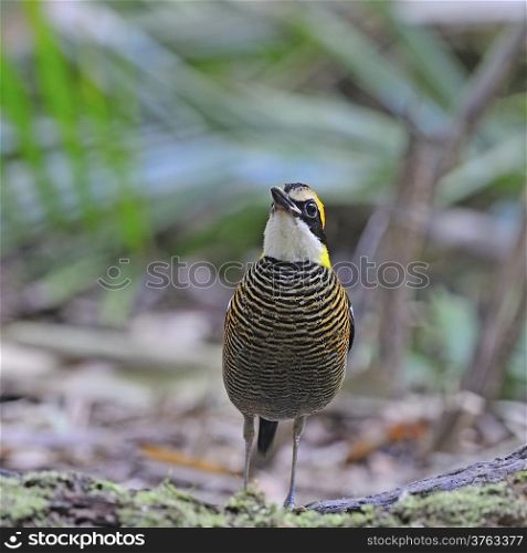Colorful Pitta, male Malayan Banded Pitta (Pitta irena) standing on the ground, taken in Thailand