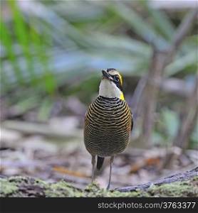 Colorful Pitta, male Malayan Banded Pitta (Pitta irena) standing on the ground, taken in Thailand