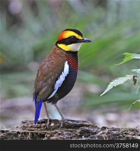 Colorful Pitta, male Malayan Banded Pitta (Pitta irena) standing on the log