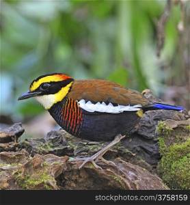 Colorful Pitta, male Malayan Banded Pitta (Pitta irena) standing on the log, taken in Thailand