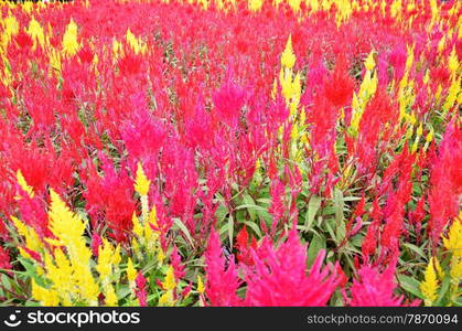 Colorful plumed cockscomb flower or Celosia argentea blossom. Colorful plumed cockscomb flower