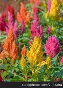 Colorful plumed cockscomb flower or Celosia argentea plant in the garden