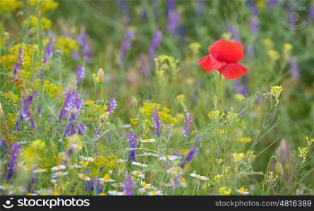 colorful poppy flower on field in summer
