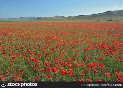 colorful poppy flowers on field in summer time. colorful poppy flowers on field in summer