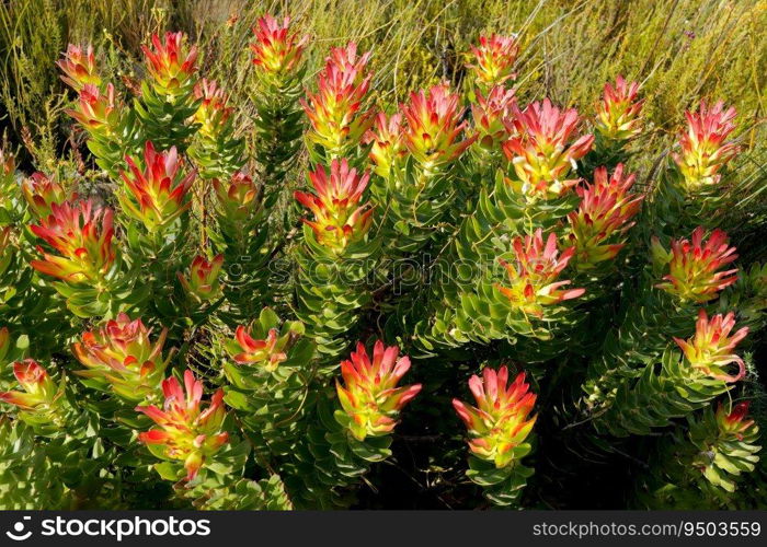 Colorful protea plants in the Harold Porter National Botanical Garden, South Africa 