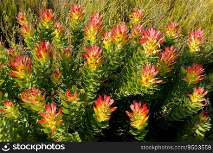 Colorful protea plants in the Harold Porter National Botanical Garden, South Africa 