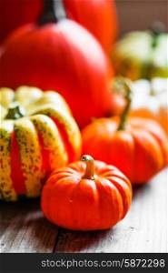 Colorful pumpkins and fall leaves on rustic wooden background
