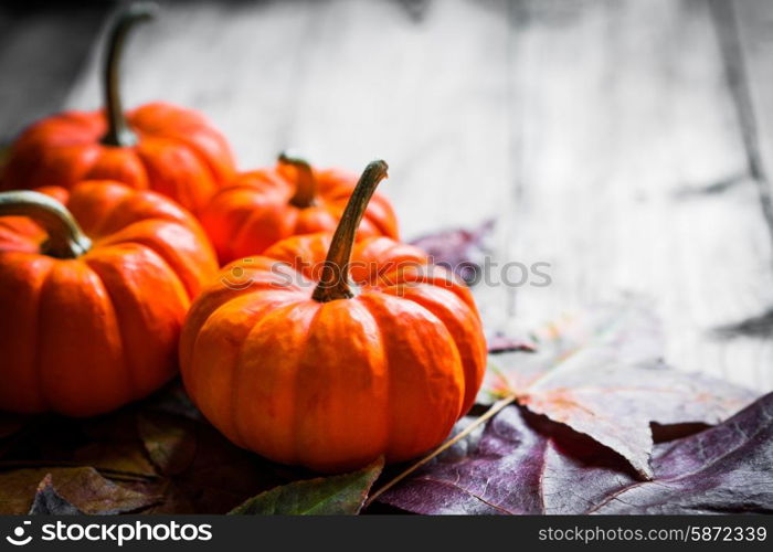 Colorful pumpkins and fall leaves on rustic wooden background