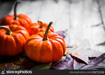 Colorful pumpkins and fall leaves on rustic wooden background