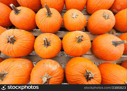Colorful pumpkins at the farmer market.