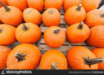 Colorful pumpkins at the farmer market.