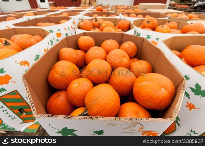 Colorful pumpkins at the farmer market.