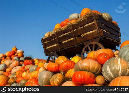 Colorful pumpkins collection on outdoor autumn market.. Colorful pumpkins collection on outdoor autumn market